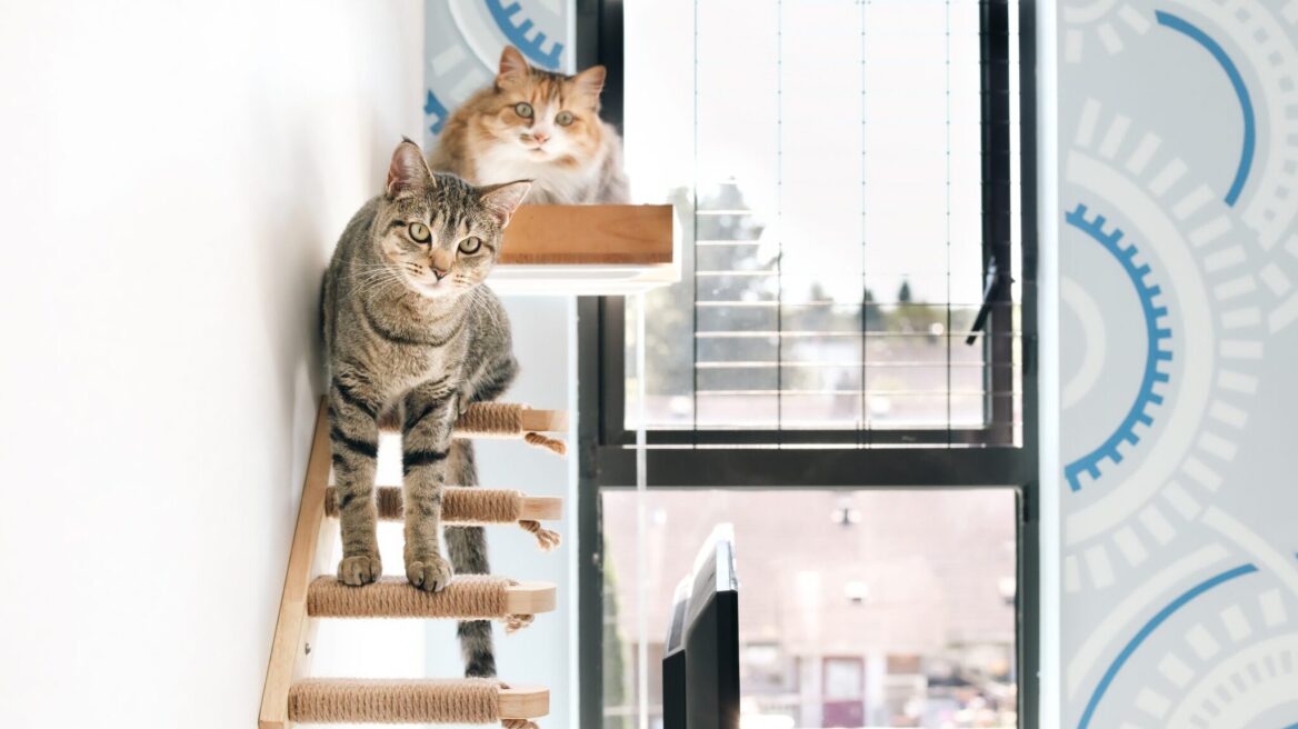 Πώς θα ζήσουν 2 γάτες ευτυχισμένες σε ένα μικρό διαμέρισμα