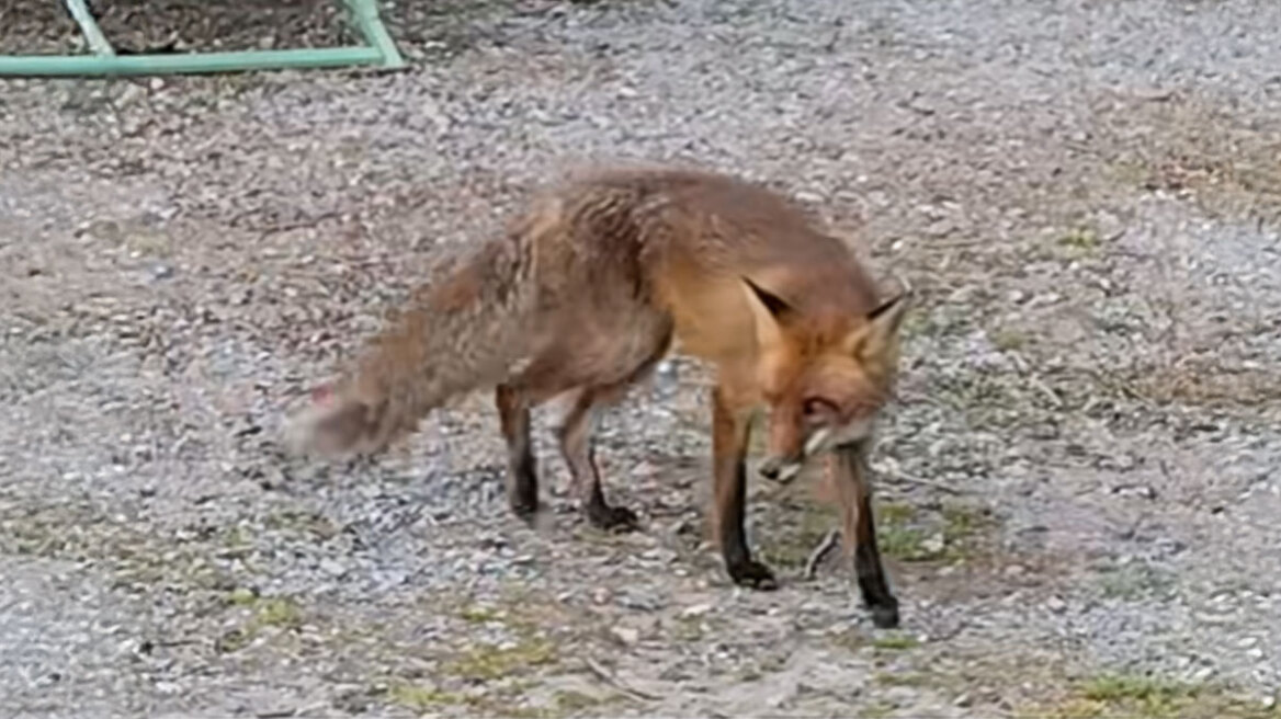 Ατρόμητη αλεπού κυκλοφορεί ανάμεσα σε ανθρώπους στο φράγμα της Θέρμης, δείτε βίντεο