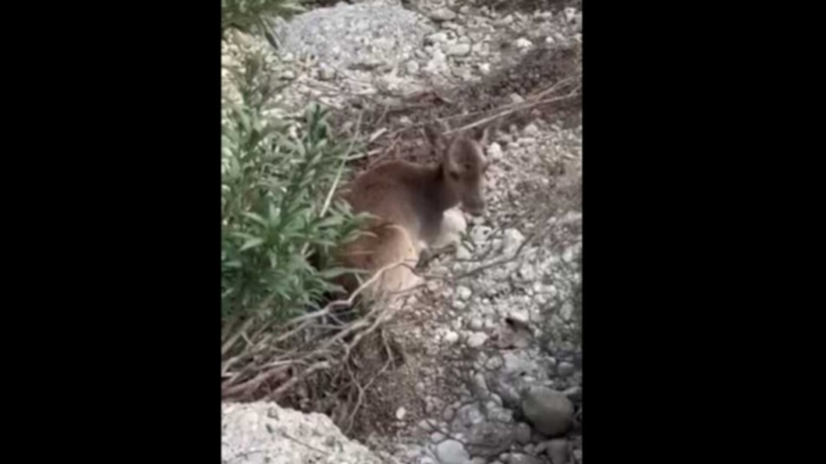 Διέσωσαν τυφλή και τραυματισμένη ελαφίνα σε δύσβατη περιοχή στην Ρόδο, δείτε βίντεο 