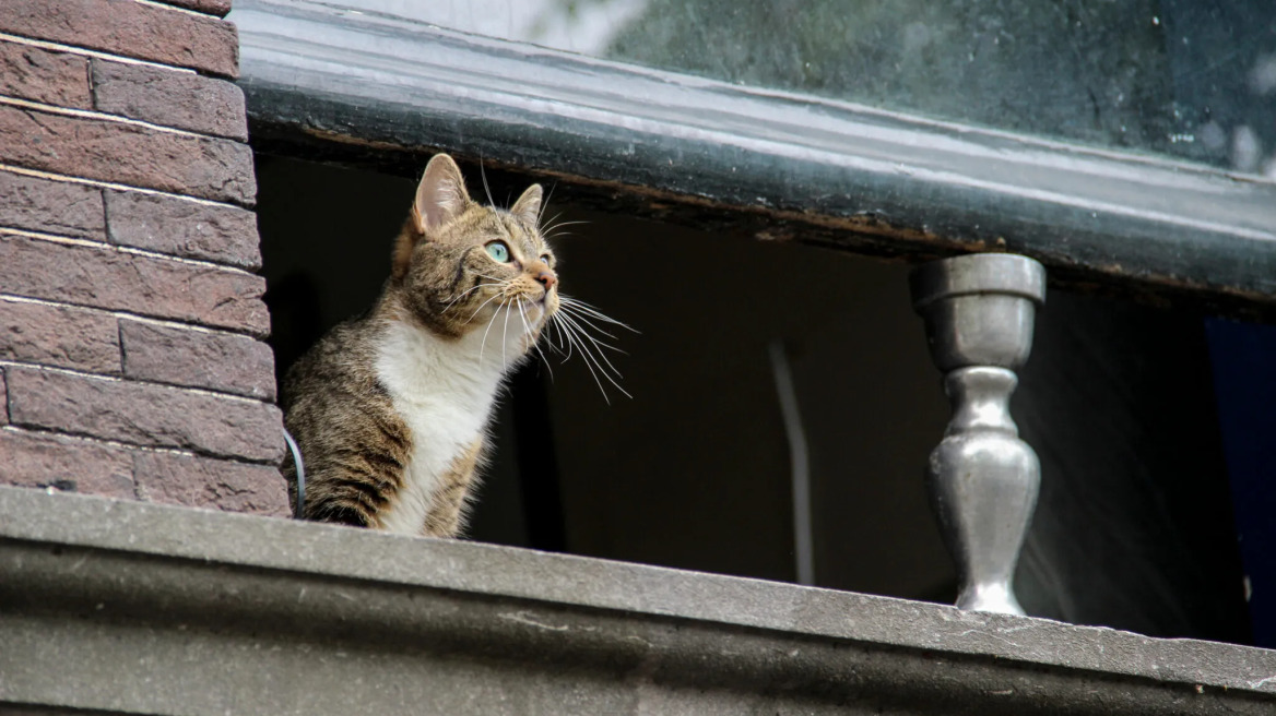 Οι 5 συχνοί λόγοι που οι γάτες το σκάνε από το σπίτι