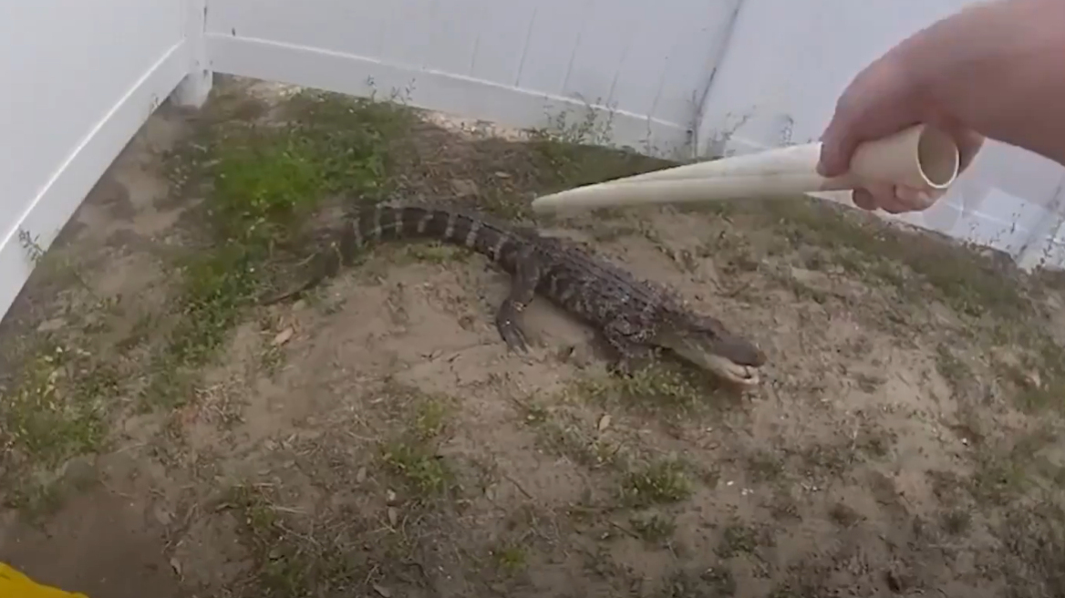 Αστυνομικός στη Φλόριντα παλεύει με κροκόδειλο για να τον «συλλάβει», δείτε βίντεο 
