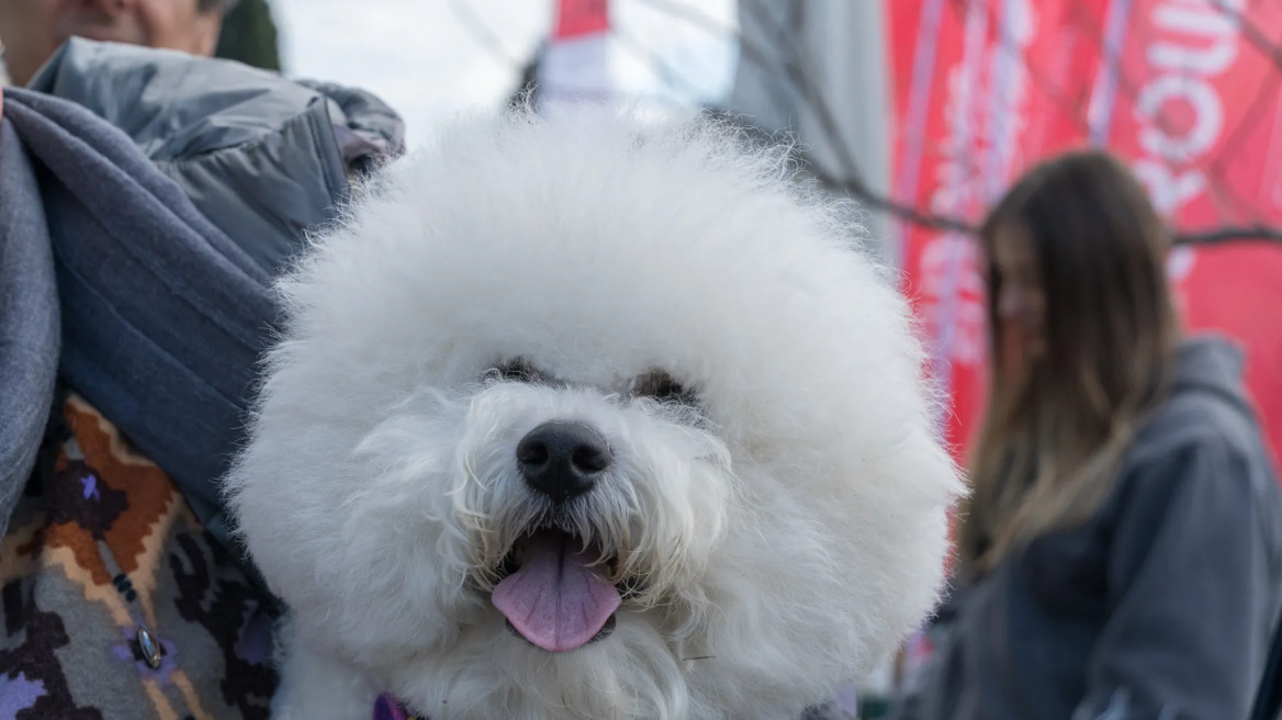 10 λόγοι για να επισκεφτείτε το Woof Festival | Topetmou.gr στο Πεδίον του Άρεως