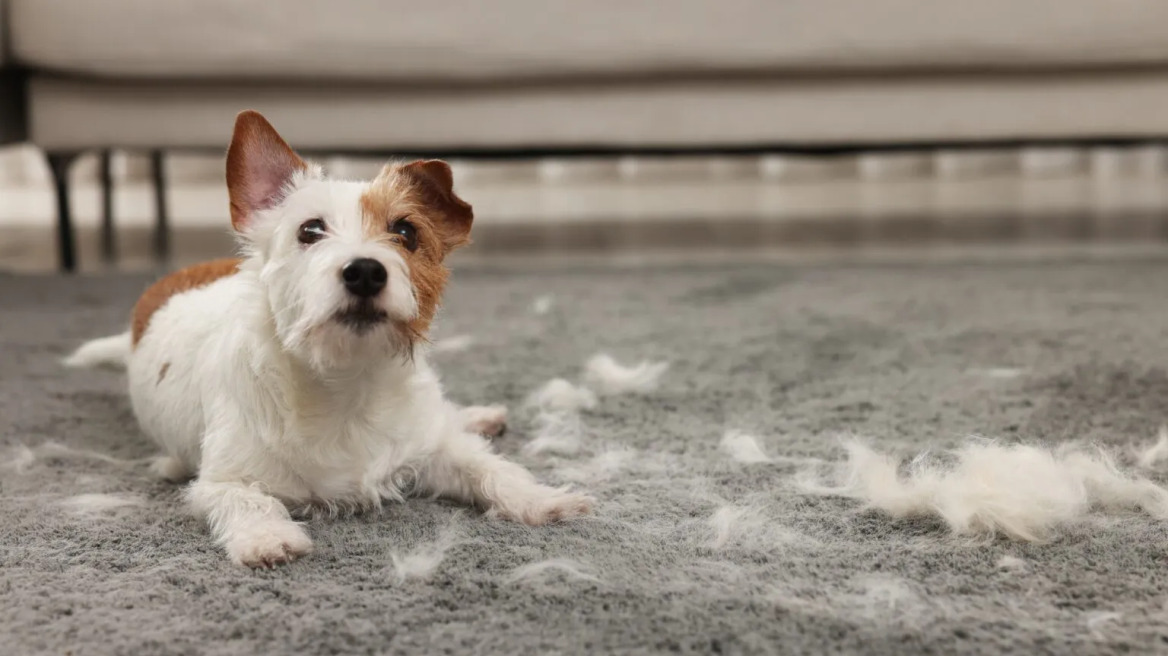 Οι 3 “μαγικές” κινήσεις για να μη μαδάει ο σκύλος σας την άνοιξη
