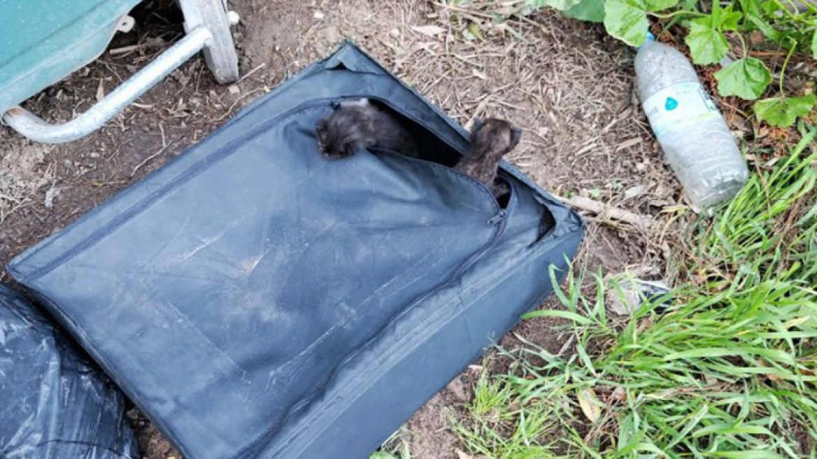 Άφησαν νεογέννητα γατάκια μέσα σε βαλίτσα δίπλα σε κάδο στη Ραφήνα
