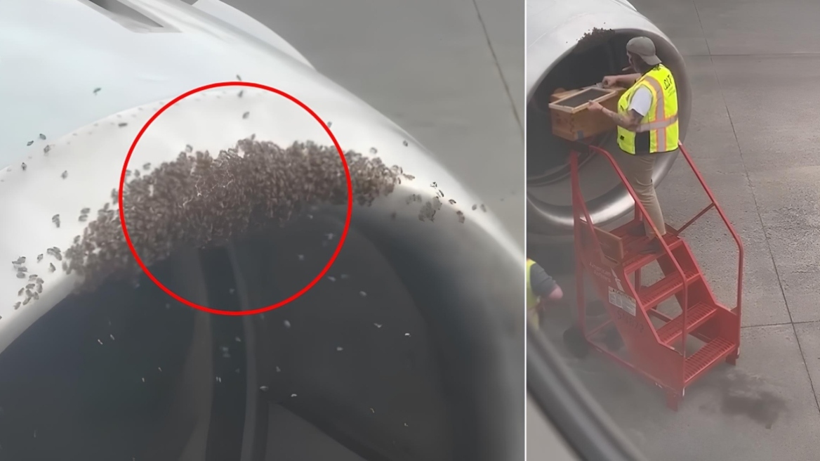 Απρόσμενο «μπλόκο» σε πτήση: Αποκαλύφθηκε κυψέλη μελισσών μέσα στον κινητήρα αεροσκάφους, δείτε βίντεο