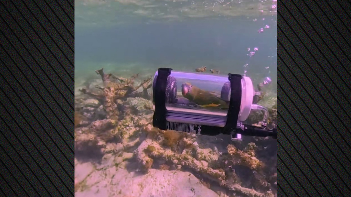 Βίντεο: Παπαγάλος έκανε κατάδυση με αυτοσχέδιο υποβρύχιο στις Μπαχάμες, ο ιδιοκτήτης του λέει πως δεν αγχώθηκε