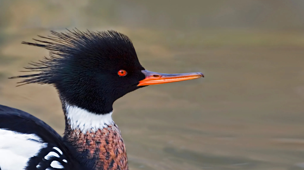Τα 10 πτηνά με τα πιο περίεργα μαλλιά