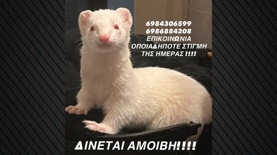 Χάθηκε οικόσιτο κουνάβι αλμπίνο στη Νίκαια, δίνεται αμοιβή σε όποιον το βρει
