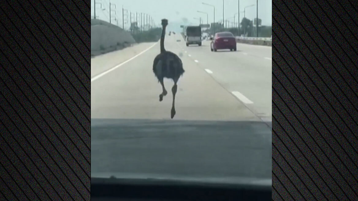 Δείτε βίντεο: Στρουθοκάμηλος «φυγάς» τρέχει σε αυτοκινητόδρομο στην Ταϊλάνδη δίπλα στα αυτοκίνητα