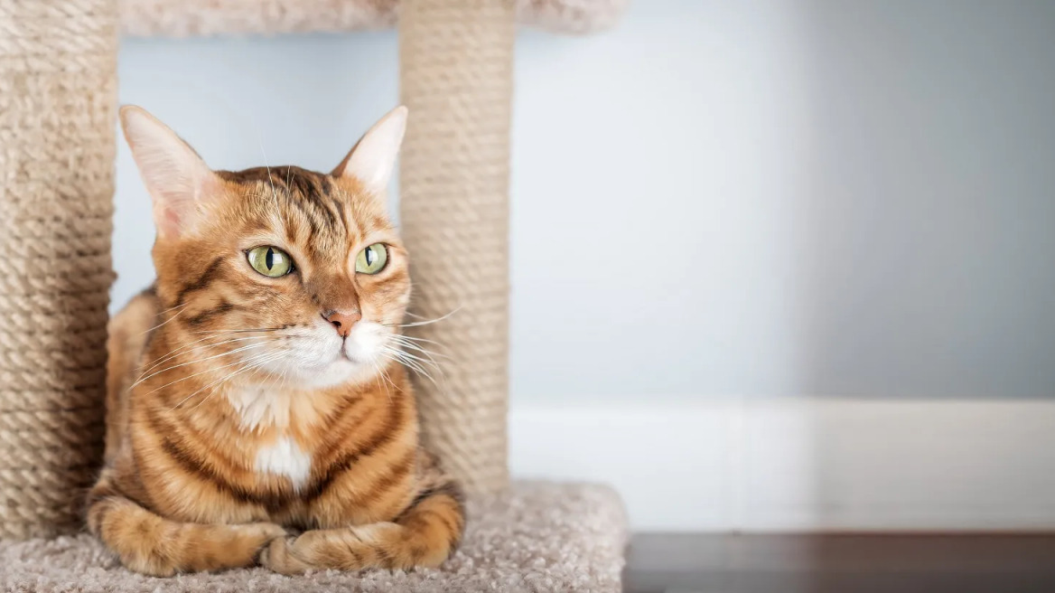 Με ποιον τρόπο μπορείτε να βοηθήσετε μια γάτα να προσαρμοστεί στο νέο σπίτι της