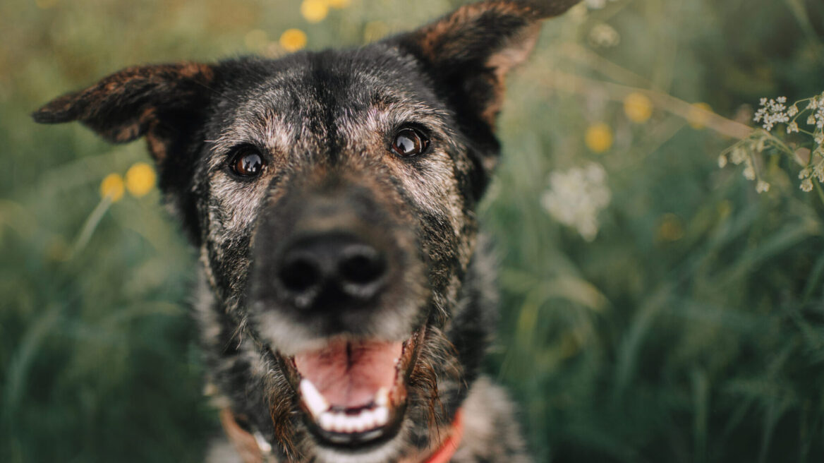 Μυστικά μακροζωίας: Πώς να αυξήσετε το προσδόκιμο ζωής του σκύλου σας