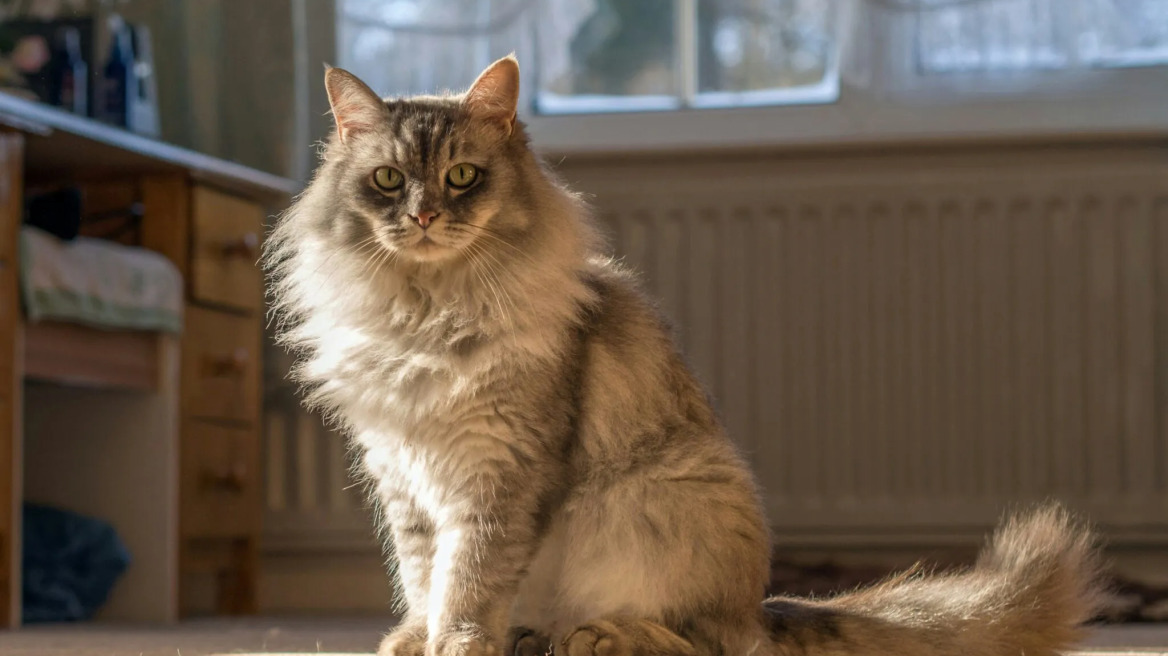 Οι τροφές που πρέπει να τρώει η γάτα σας για να έχει υγιές δέρμα και λαμπερό τρίχωμα