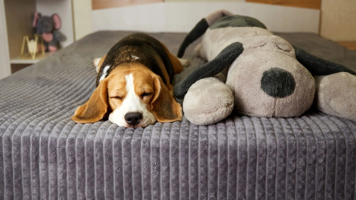 Αυτές είναι οι 5 βασικές ανάγκες ενός σκύλου