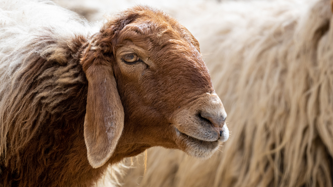 Ο επίμονος βοσκός και όλη η αλήθεια για το αυθεντικό καλαρρύτικο πρόβατο