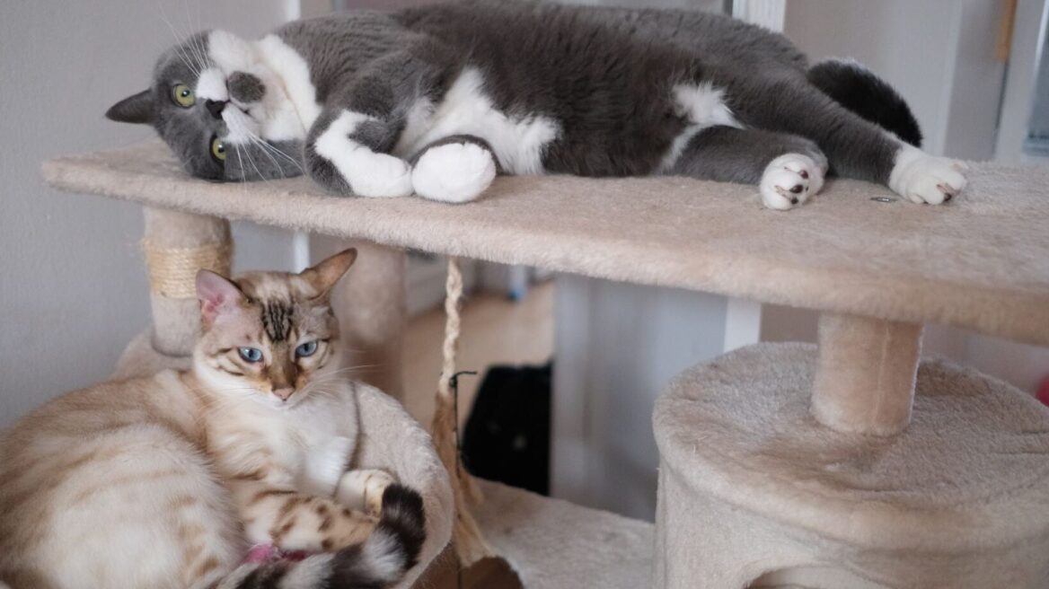 Αυτά είναι τα λάθη που κάνουμε συχνά όταν έχουμε σπίτι πολλές γάτες