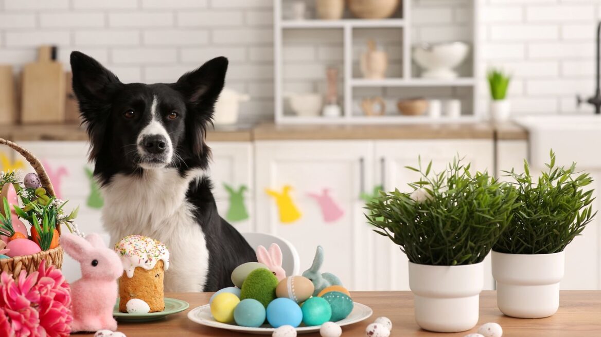Τι δεν μπορείτε να δώσετε στον σκύλο σας από το πασχαλινό τραπέζι- Η απάντηση που δεν περιμένατε