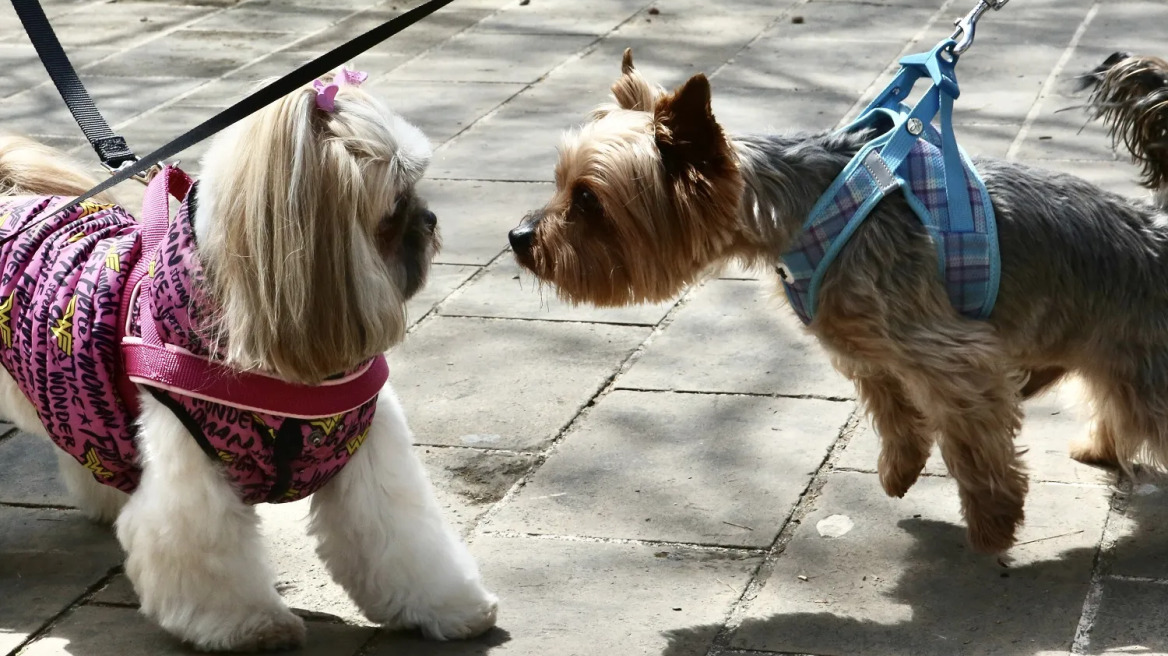 Σήμερα topetmou.gr σας περιμένει με τα τετράποδα φιλαράκια σας στην Καλλιθέα