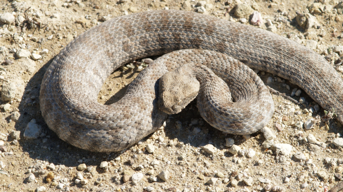Εκτός κινδύνου ο 13χρονος από τη Σύρο που υπέστη δάγκωμα από φίδι