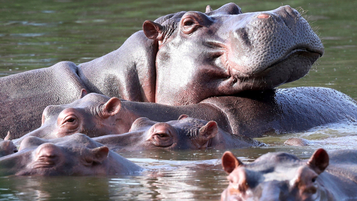 Ευθανασία δεκάδων «ιπποπόταμων της κοκαΐνης» στην Κολομβία που συνδέονται με τον Πάμπλο Εσκομπάρ