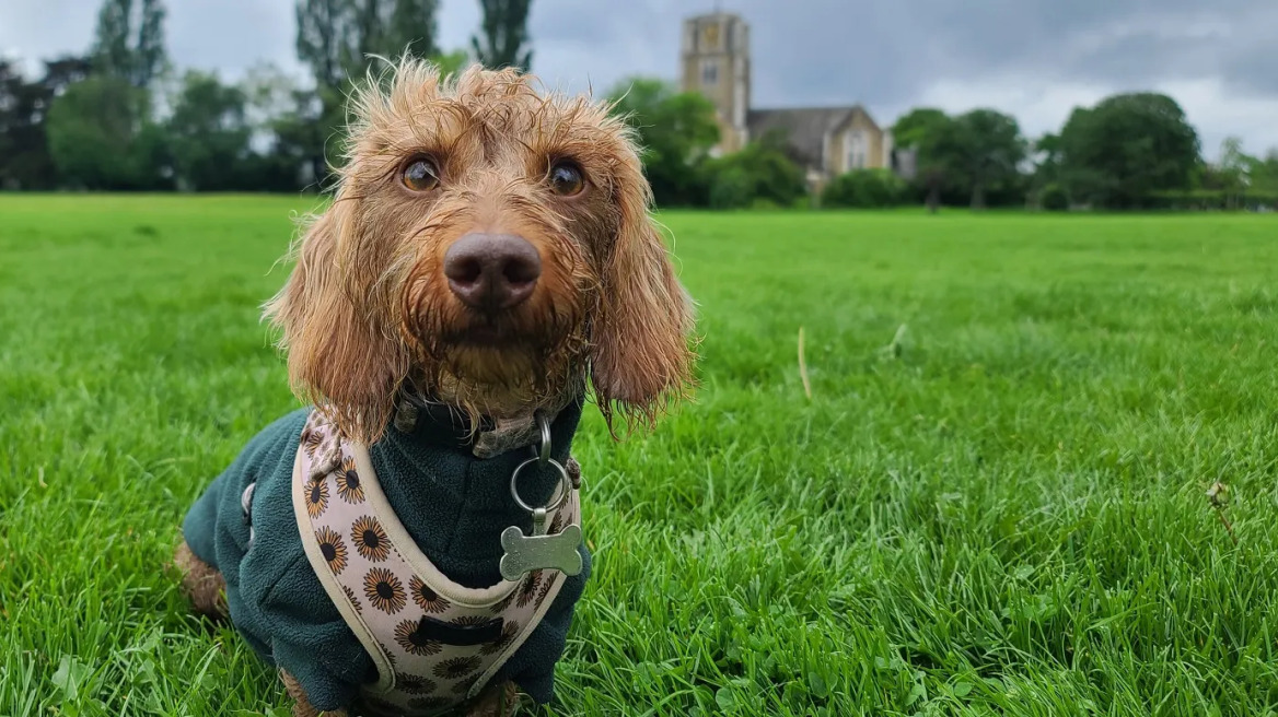 Πώς να αποφασίσετε αν το πάρκο σκύλων είναι κατάλληλο για τον δικό σας σκύλο