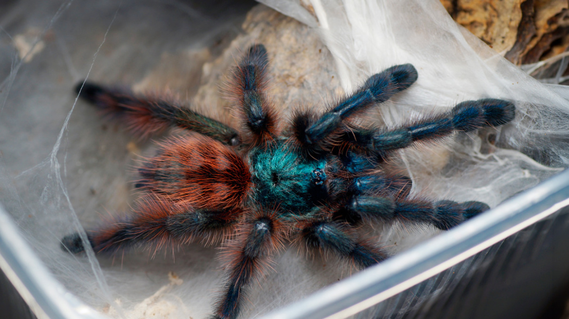 Γυναίκα ξέχασε σε τρένο στη Γερμανία πακέτο με 20 βραζιλιάνικες ταραντούλες