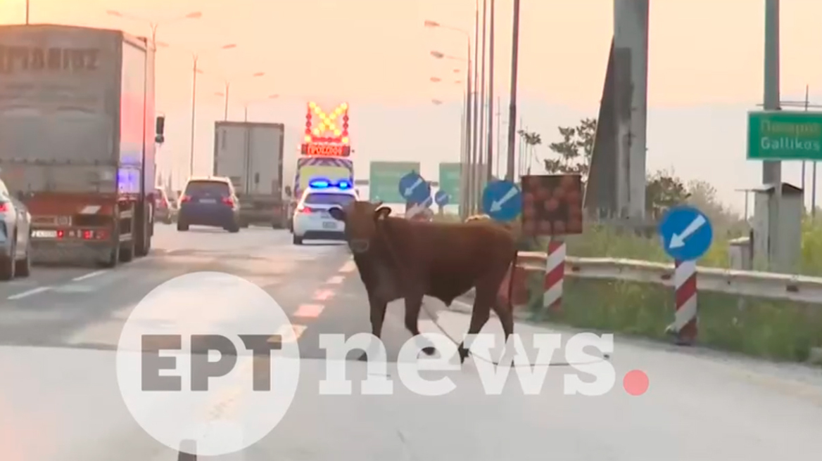 Αναστάτωση από αγελάδα που έτρεχε στην Εθνική Οδό στο ύψος της Σίδνου, δείτε βίντεο  
