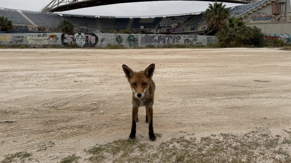 Αλεπού βγήκε... βόλτα στο Παλαιό Φάληρο, ανέβηκε και σε παρμπρίζ αυτοκινήτου, δείτε βίντεο
