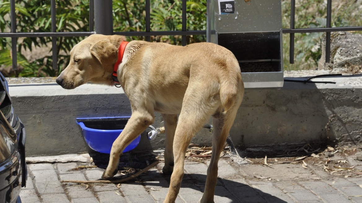 Μήνυση κατά παντός υπευθύνου από τον δήμο Πολυγύρου για τη μαζική δηλητηρίαση 21 σκύλων