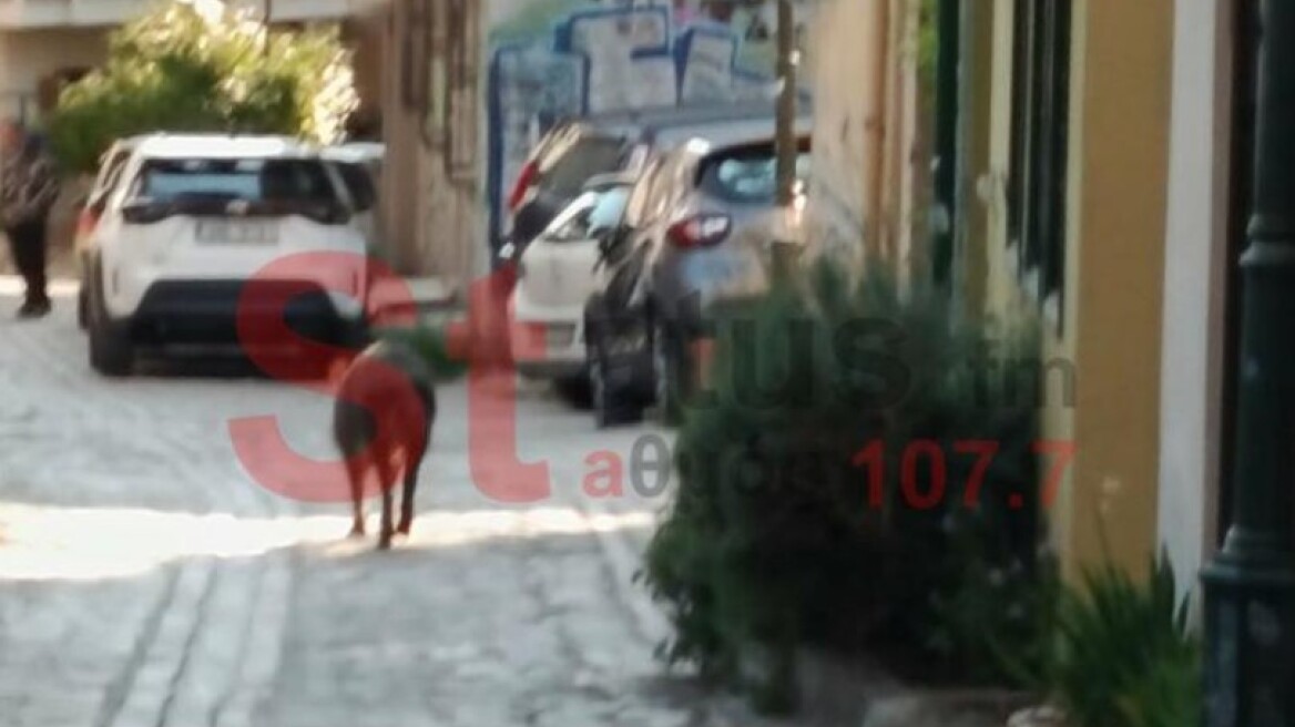 Αγριογούρουνο έκοβε βόλτες στην Άνω Πόλη στη Θεσσαλονίκη, δείτε βίντεο
