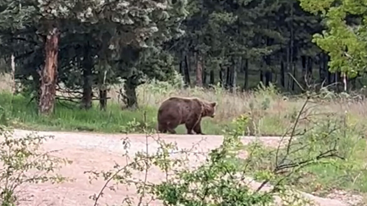 Εμφανίστηκε μεγάλη καφέ αρκούδα σε δάσος στην Πτολεμαΐδα, δείτε βίντεο