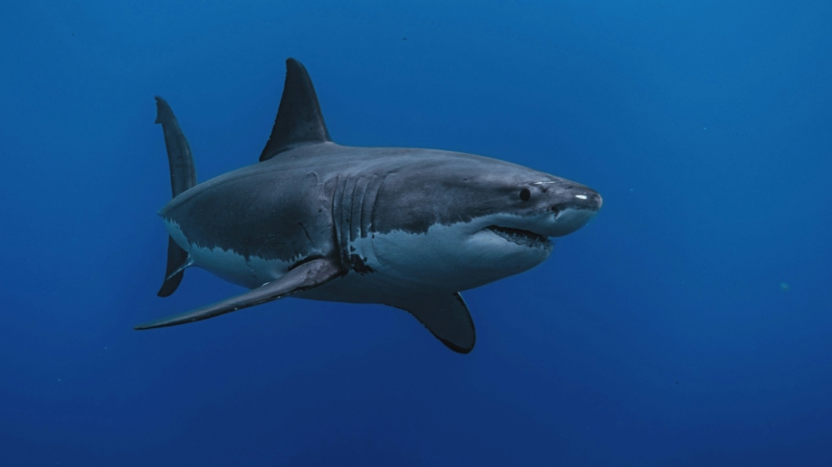 Απολίθωμα καρχαρία 9 εκατ. ετών βρέθηκε άθικτο, έχει δόντια που μοιάζουν με σπαθιά και είναι πρόγονος του λευκού