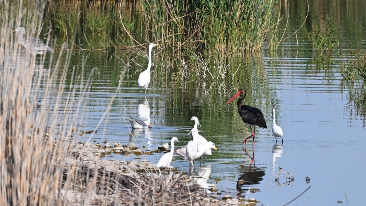Σπάνιος μαυροπελαργός εμφανίστηκε στην Κάρλα, βίντεο και φωτογραφίες