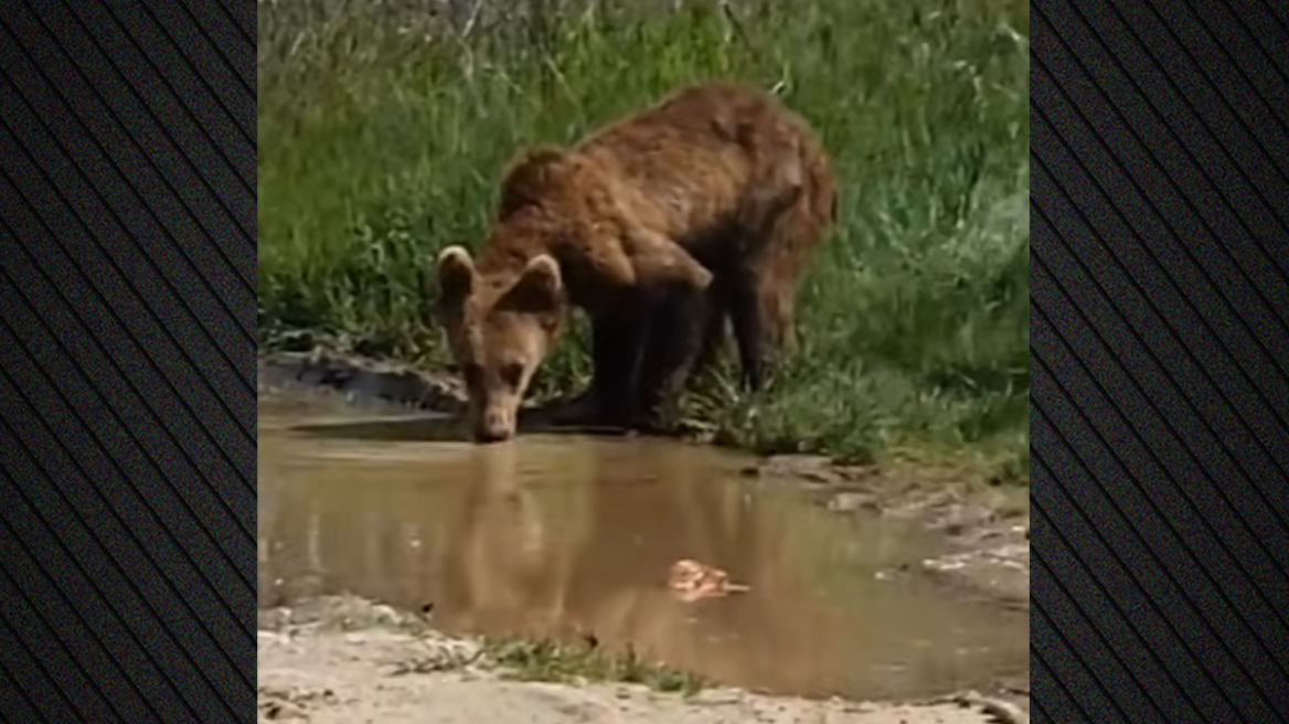 Αρκουδάκι εμφανίστηκε στη μέση του δρόμου στην Εορδαία, δείτε βίντεο