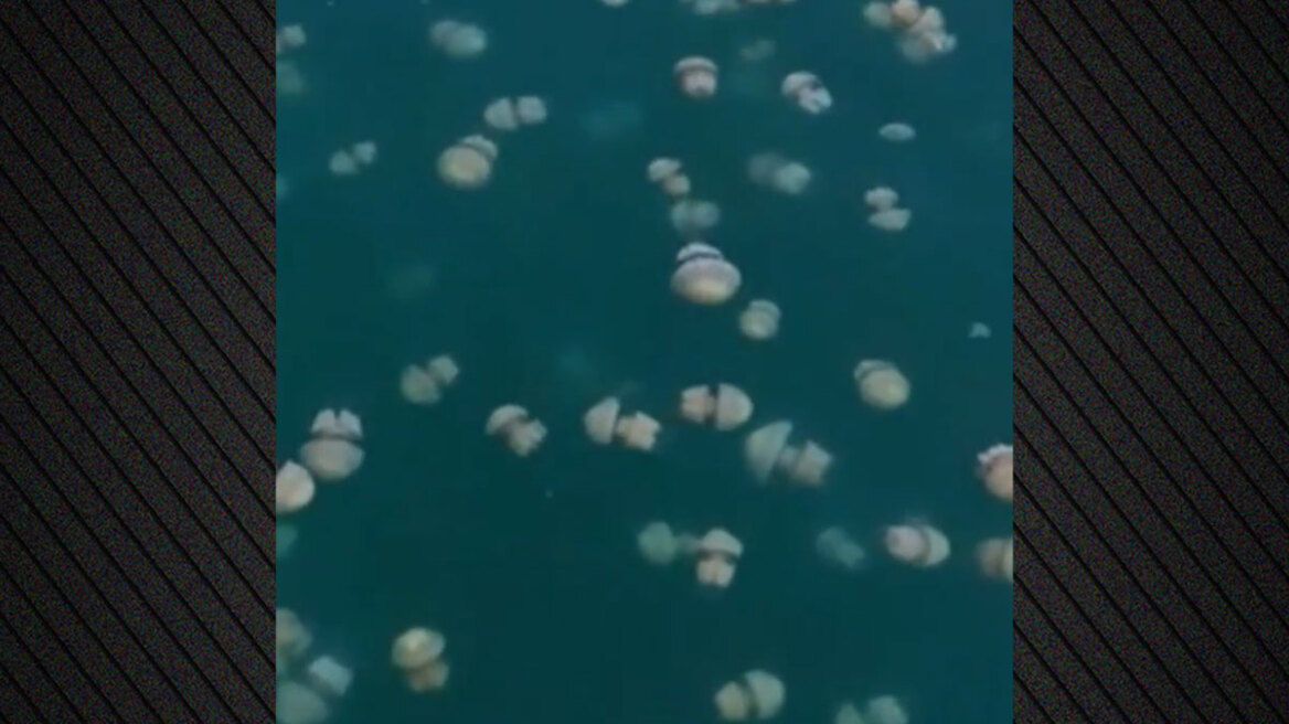 Τεράστια σμήνη από μέδουσες έως 20 μέτρα βάθος στον Κόλπο της Τεργέστης, δείτε βίντεο από drone