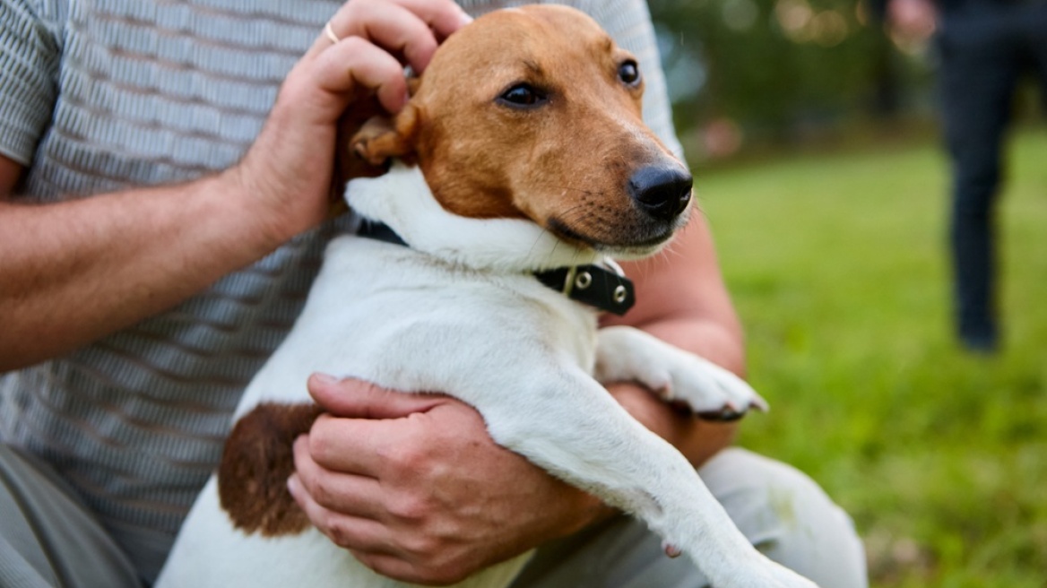 Προσπάθησε να πουλήσει σκύλο σε περαστικό στη Θεσσαλονίκη για 50 ευρώ και θα πληρώσει 4.000 ευρώ πρόστιμο