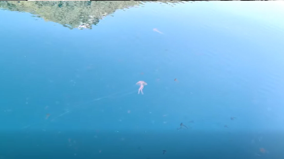 Γέμισε καφέ και μωβ μέδουσες ο Ευβοϊκός, δείτε βίντεο