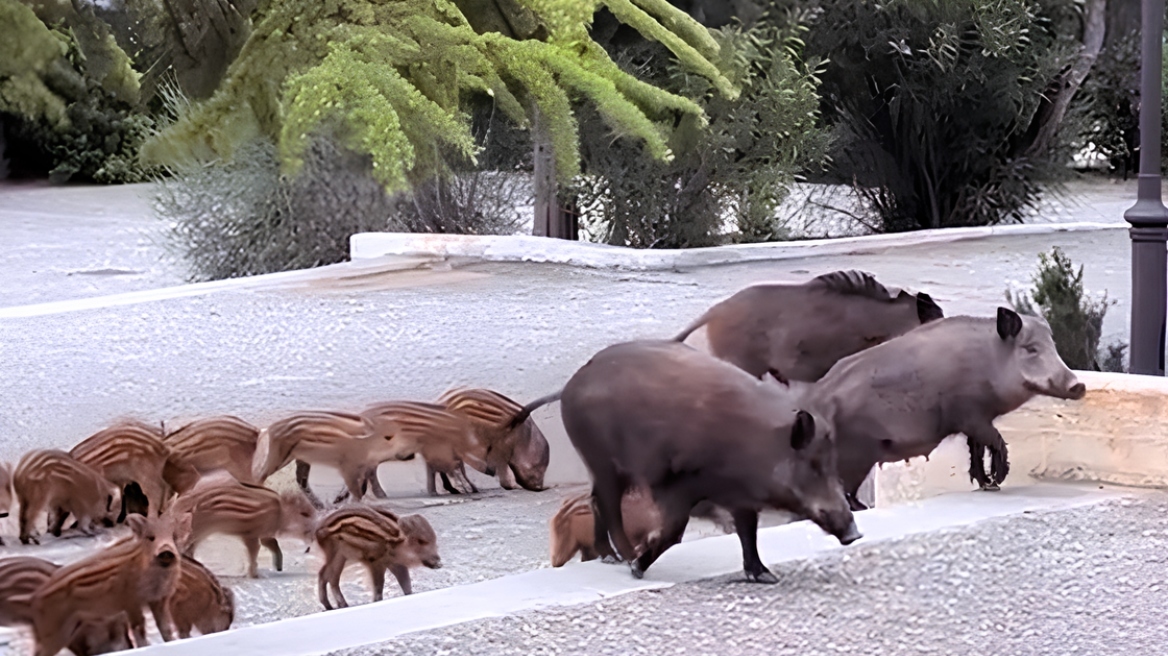Οικογένεια από αγριογούρουνα πήγε... καλεσμένη σε γάμο στους Θρακομακεδόνες, δείτε βίντεο
