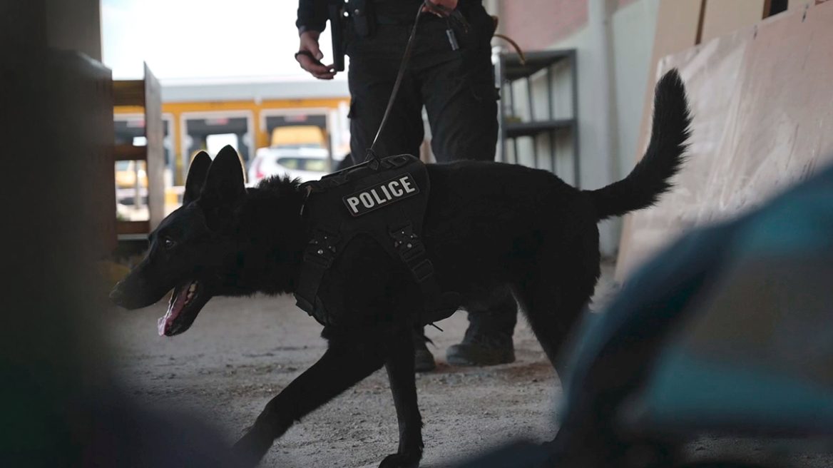 Από τη Μάγια την πρωτάρα που εξιχνίασε έγκλημα, μέχρι τη Ρούζα με τη δυνατή μύτη στα ναρκωτικά: Δείτε πώς εκπαιδεύονται οι σκύλοι της ΕΛΑΣ