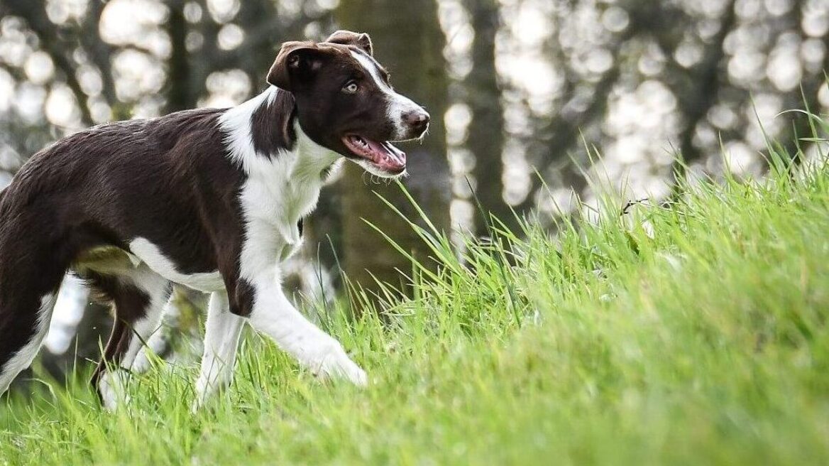 Λεϊσμανίωση (Canine Leishmaniosis) στους σκύλους: Τι πρέπει να γνωρίζουν οι κηδεμόνες στην Ελλάδα