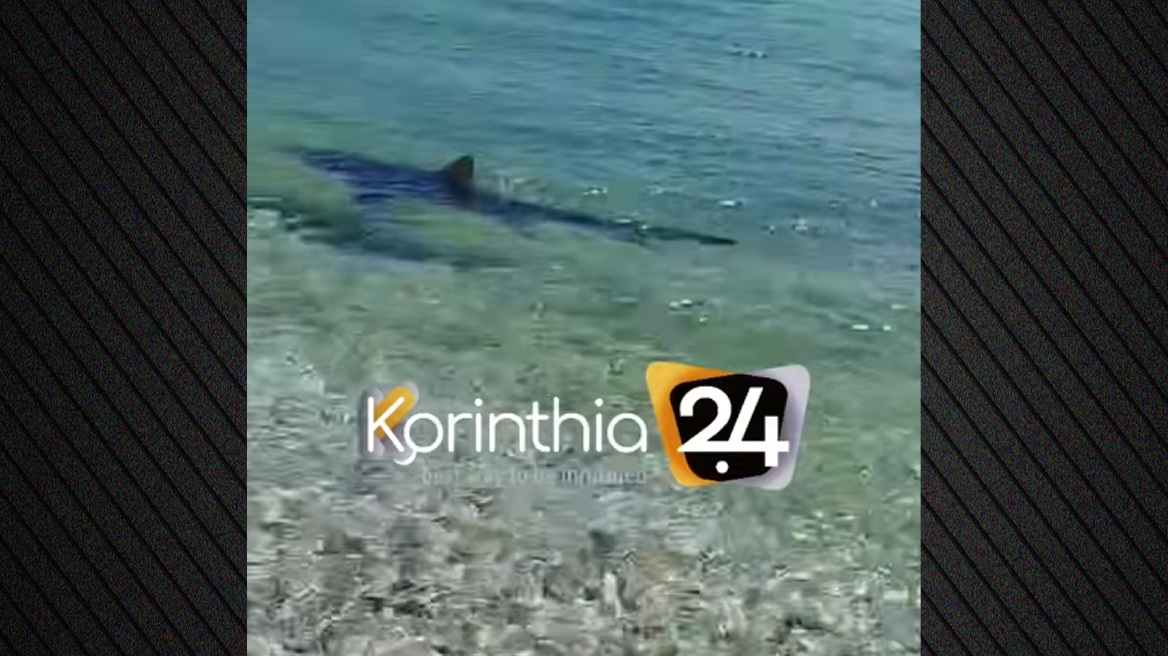 Καρχαρίας κόβει βόλτες στα Λουτρά της Ωραίας Ελένης, δείτε βίντεο 