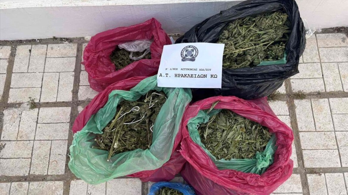 Συνελήφθη 29χρονος στην Κω που καλλιεργούσε 78 δενδρύλλια κάνναβης για λογαριασμό άλλου