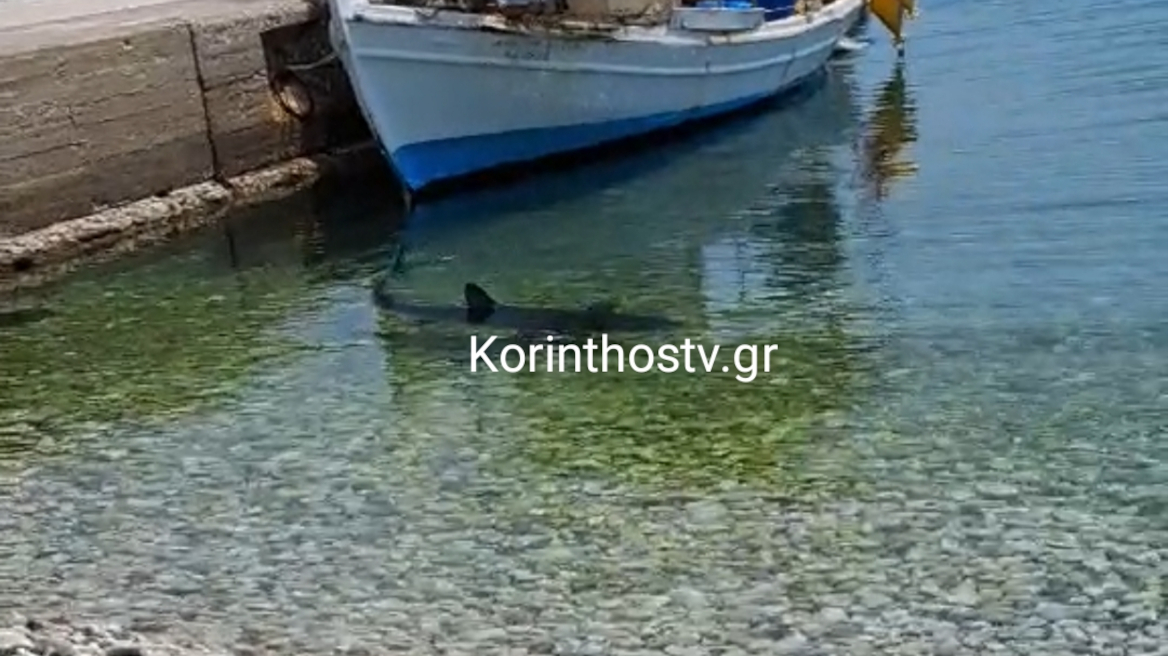 Καρχαρίας εμφανίστηκε στα Λουτρά Ωραίας Ελένης στην Κόρινθο, δείτε βίντεο
