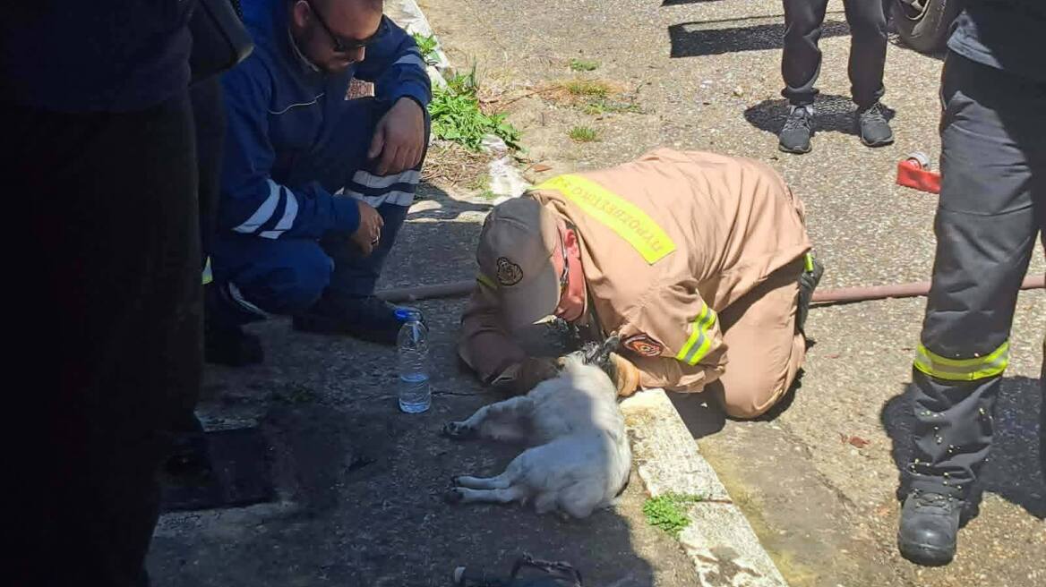 Ηρωική διάσωση ηλικιωμένης γυναίκας και του σκύλου της από πυροσβέστες στη Ζαχάρω Ηλείας