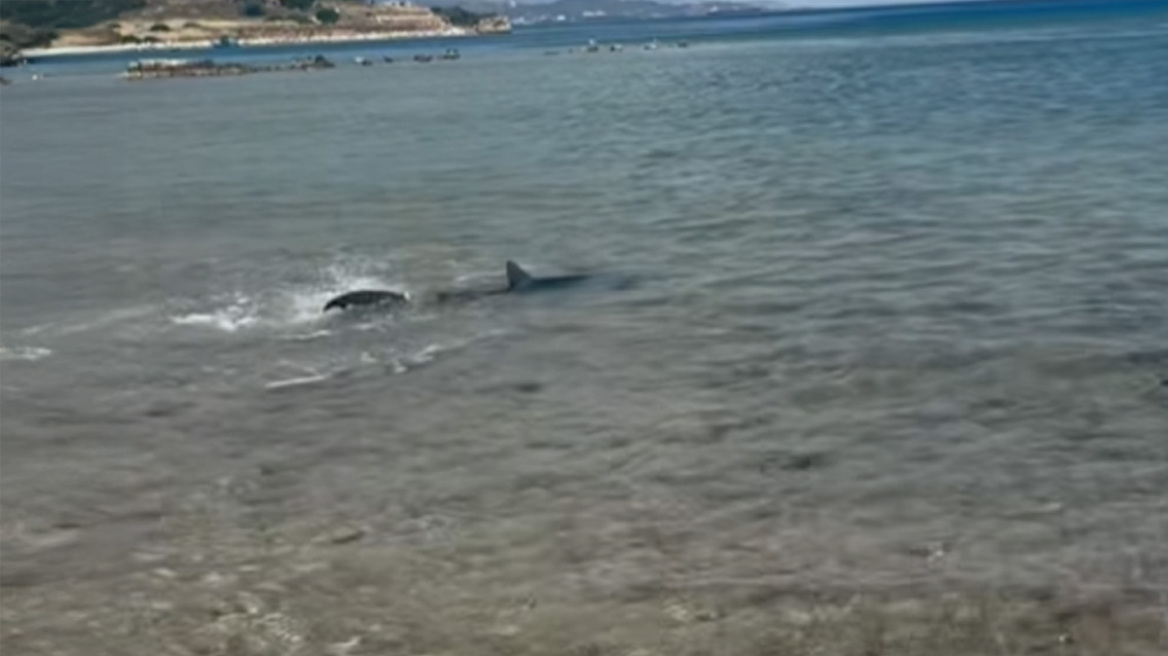 Καρχαρίας εμφανίστηκε στις Κεχριές της Κορίνθου, δείτε βίντεο
