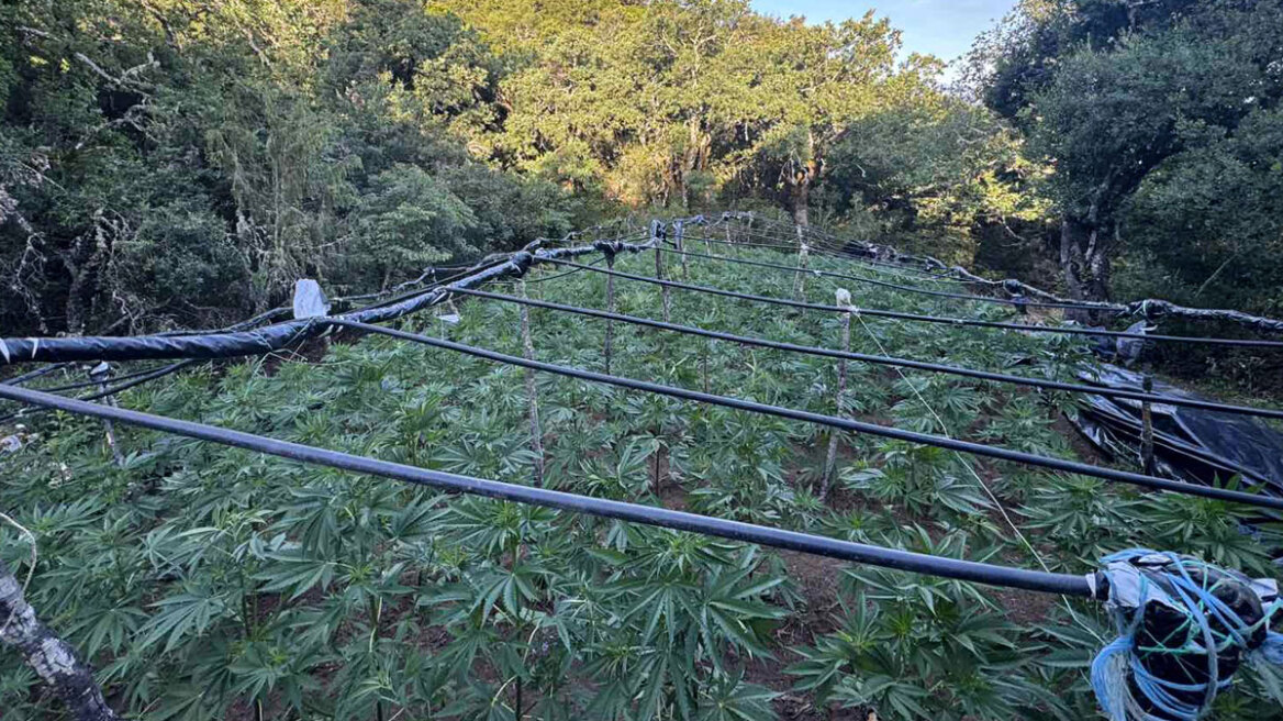 Η ΕΛΑΣ ξήλωσε τεράστια φυτεία κάνναβης με 1.383 δενδρύλλια στα Καμμένα Βούρλα, πάνω από 2 εκατ. ευρώ τα προσδοκόμενα κέρδη 