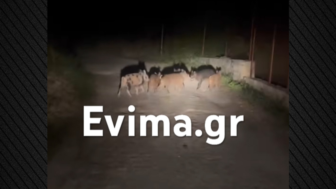 Αγριογούρουνα συνόδευαν ντελιβερά μέσα στη νύχτα στην Εύβοια, δείτε βίντεο 