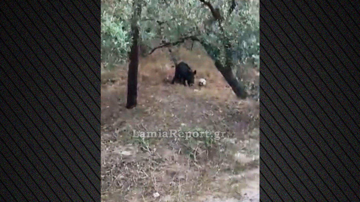 Αγριογούρουνο στη Λαμία «κοντρολάρει» μπάλα που βρήκε σε χωράφι, δείτε βίντεο
