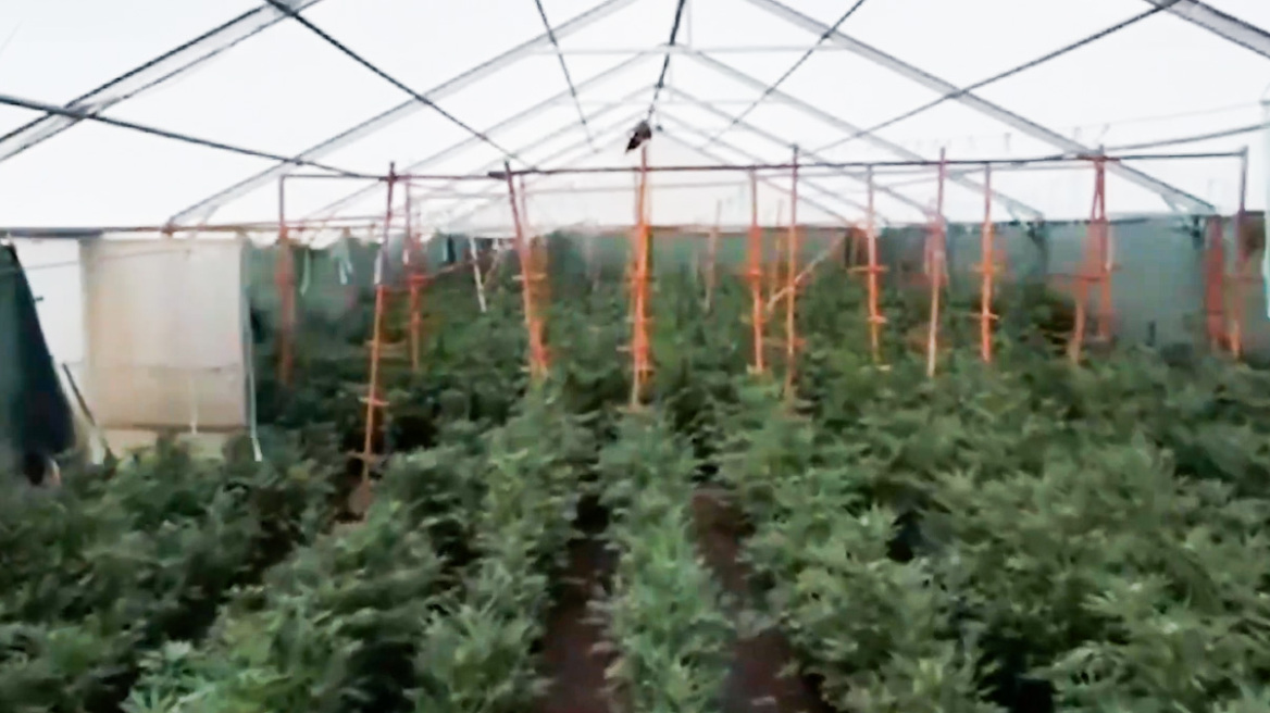 Φυτεία με πάνω από 6.600 δενδρύλλια κάνναβης βρέθηκε και κατασχέθηκε από την ΕΛΑΣ, 11 συλλήψεις 