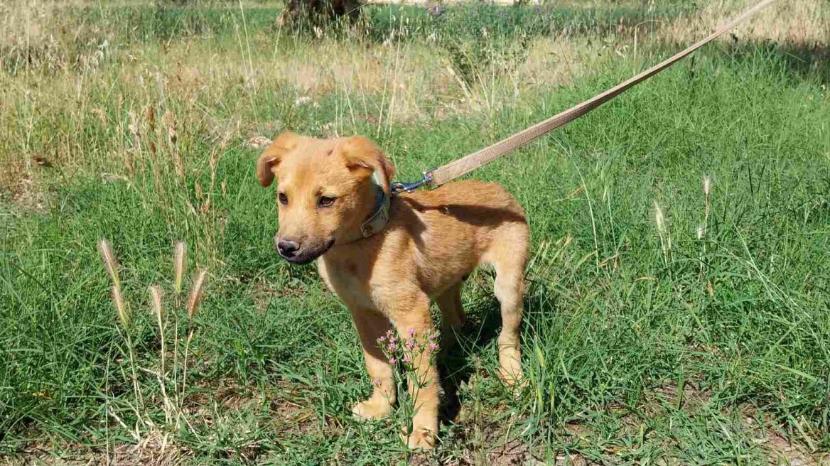 Ο Μπόμπος είναι το πιο γλυκό κουταβάκι του κόσμου- Διασώθηκε και ψάχνει ένα σπίτι