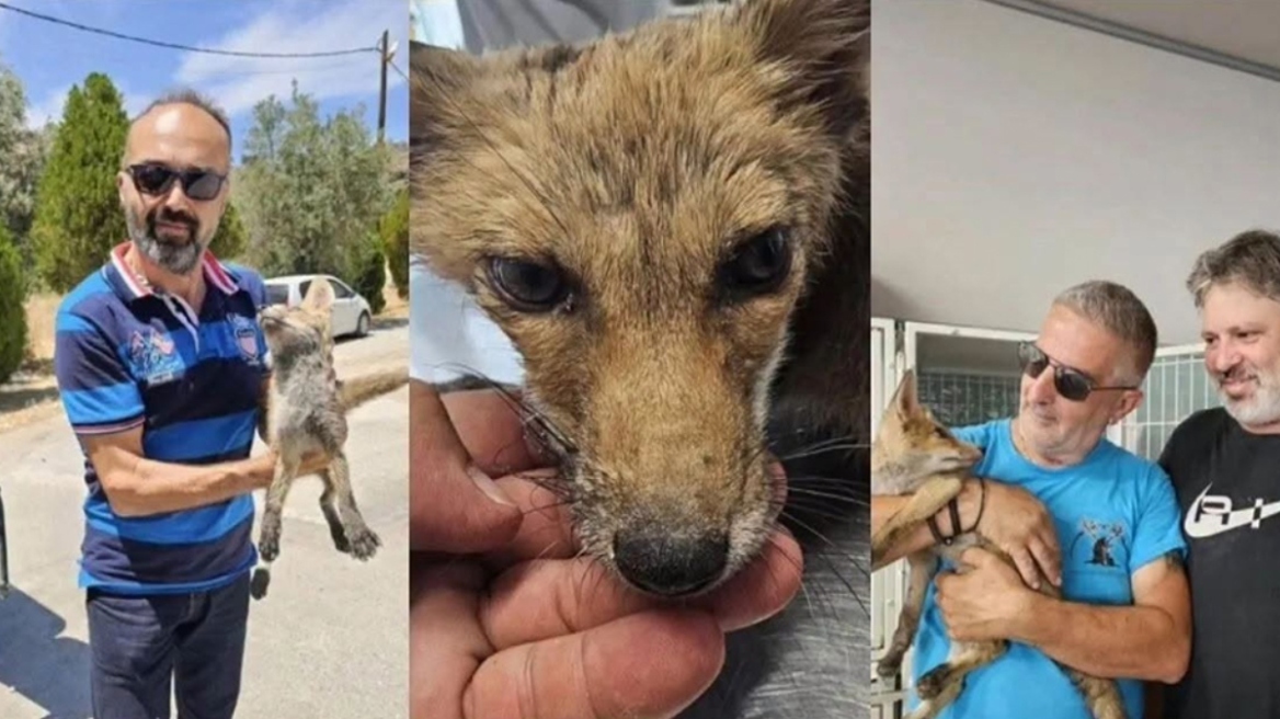 Φιλόζωοι στη Ρόδο έσωσαν αλεπουδάκι που υπέφερε από θερμοπληξία
